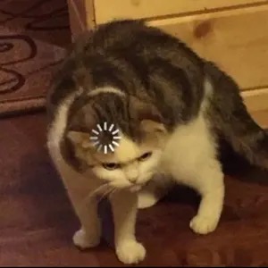Contributor's profile picture