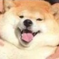 Contributor's profile picture